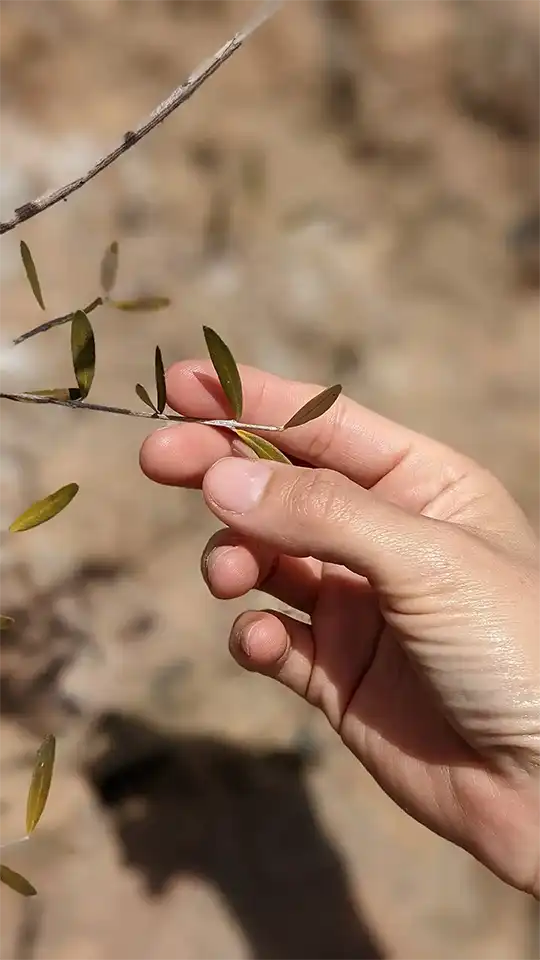 Mano sosteniendo una ramita de olivo.